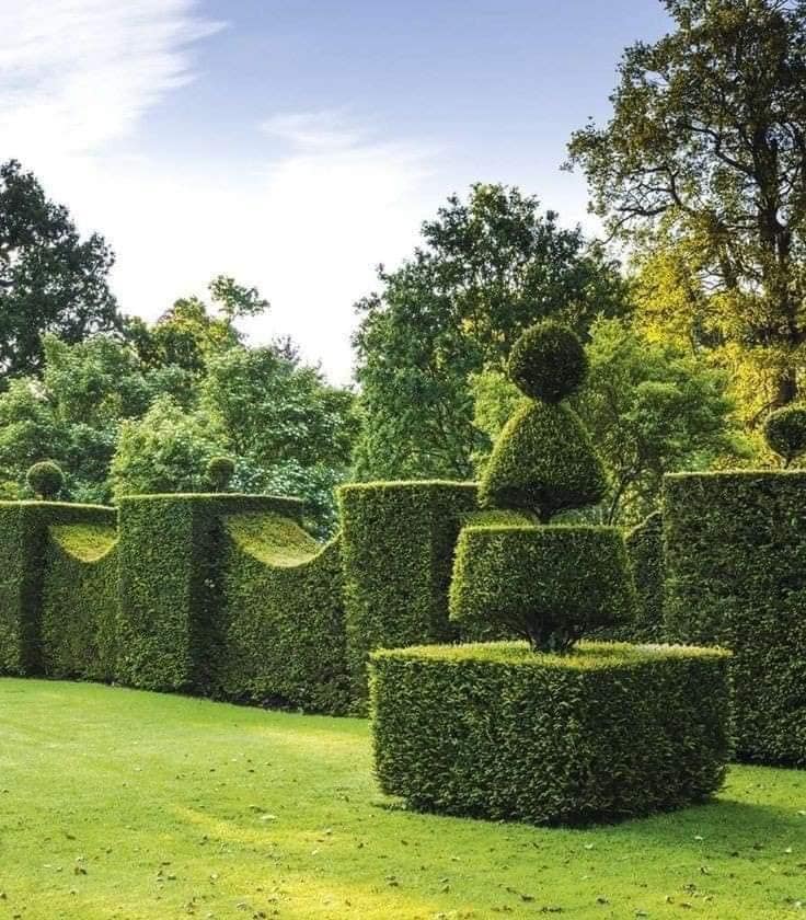 Sculpted topiary hedges